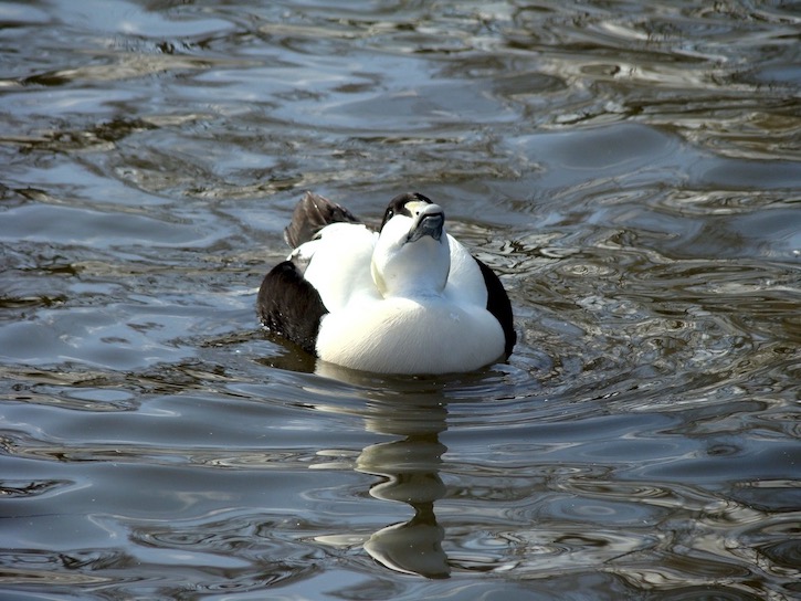 eider